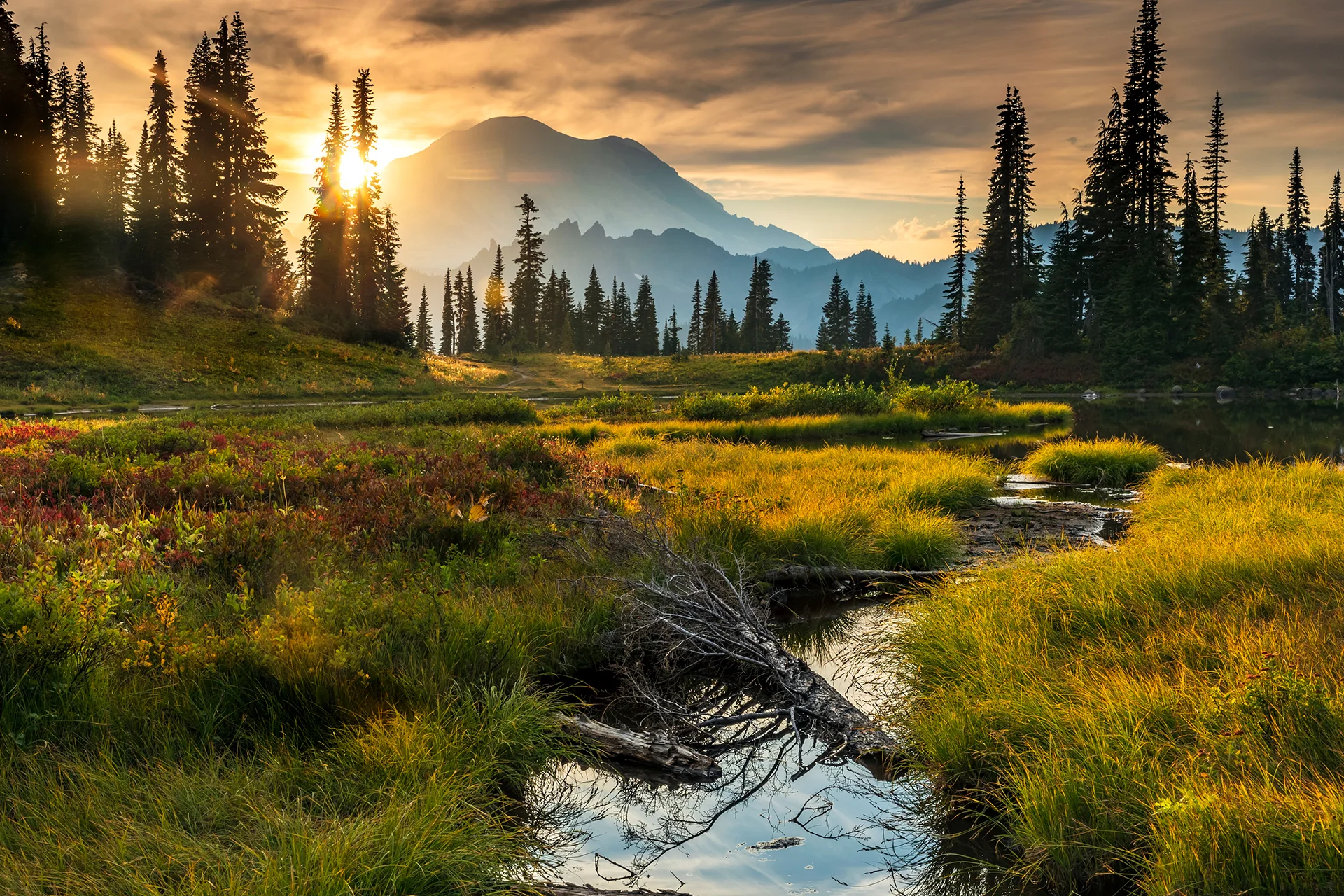 Mount Rainier rising behind evergreen trees and an alpine meadow illuminated by warm sunset light in Washington state.