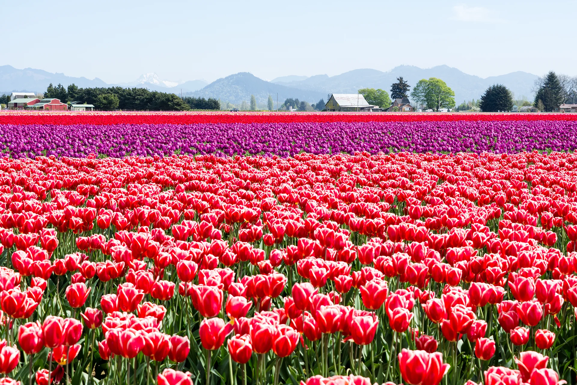 Vibrant rows of red and purple tulips blooming across farmland with farm buildings and mountains in the distance.